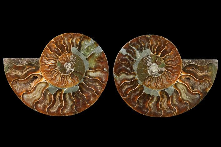 Sliced Ammonite Fossil - Agatized #125034